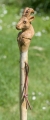 Bild 3 von Gams / Bock / Widder Wanderstock für Erwachsene / Geschnitzte Unikate mit Stockspitze